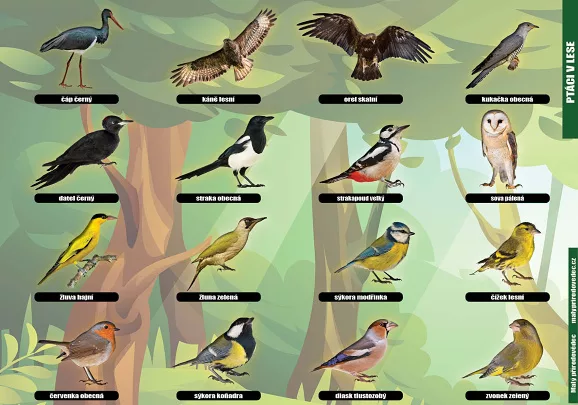 Ptáci v lese