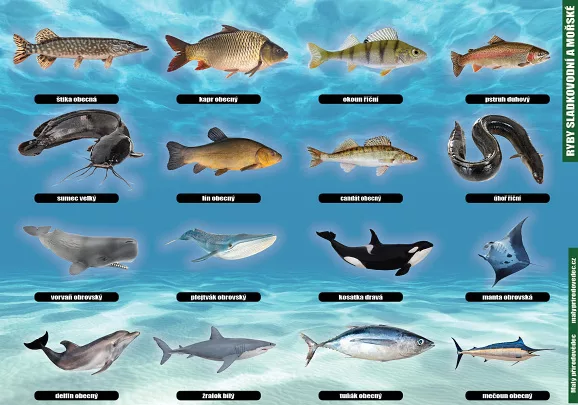Ryby sladkovodní a mořské