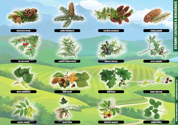Stromy jehličnaté a listnaté