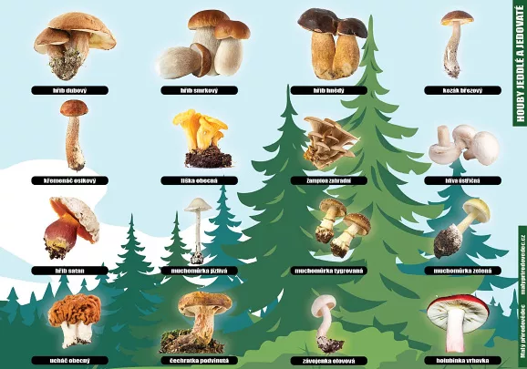 Houby jedlé a jedovaté