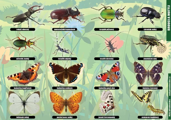 Naši brouci a motýli