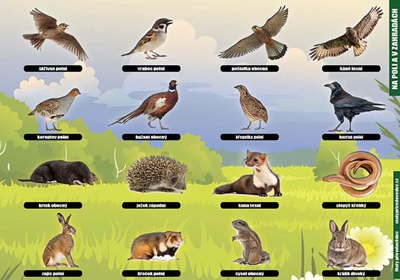 Na poli a v zahradách